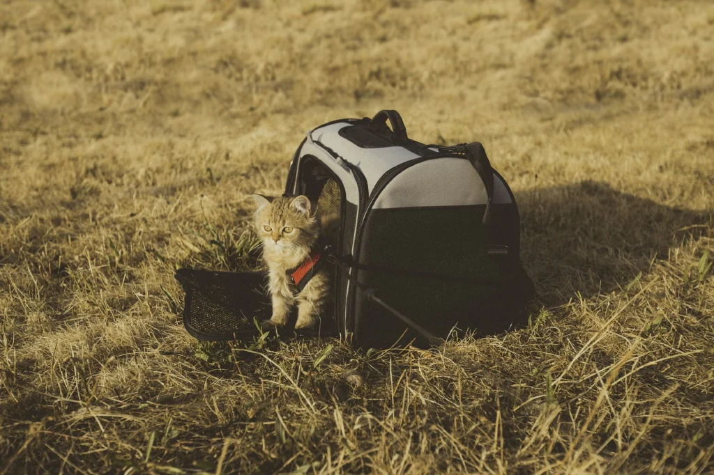 Kitten in a harness stepping out of a soft-sided pet travel carrier on dry grass