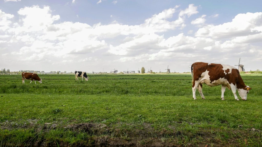 Cattle grazing in a flat green pasture with traditional windmills on the horizon