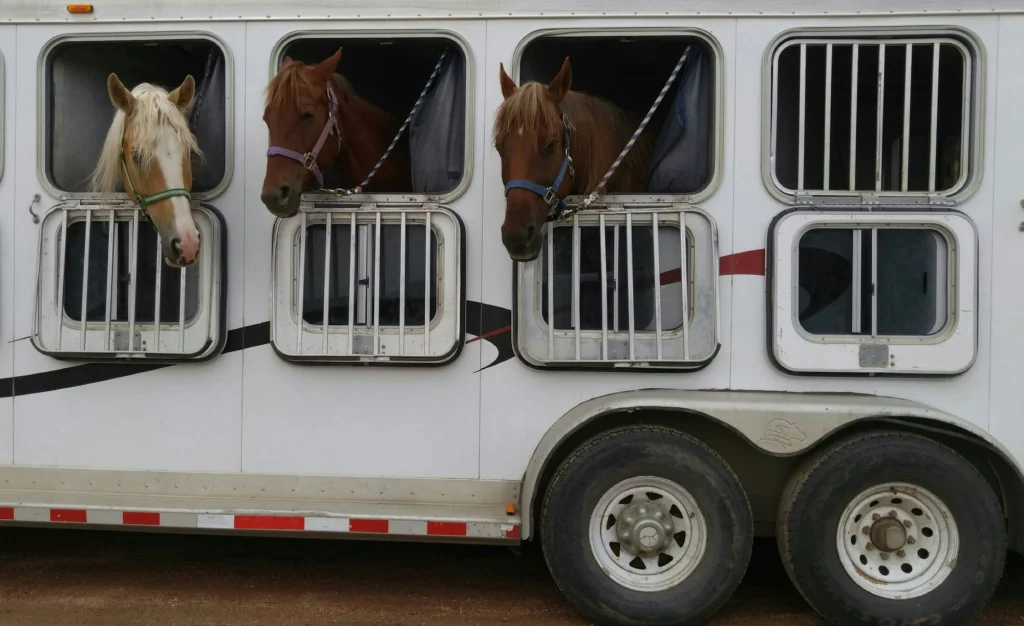 Three horses wearing head collars looking out of the windows of a horse trailer